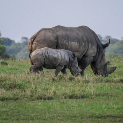 rhino-for rangers