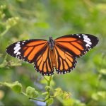 Monarch butterfly