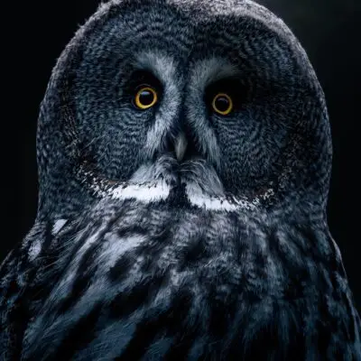 nilshornschuh-owl-9079962_1920