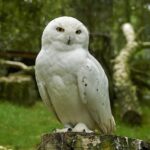 snowy-owl