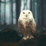 White owl