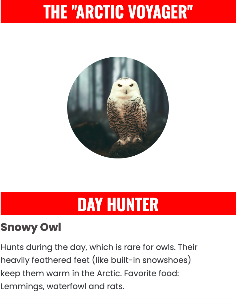 Wise Owl Quest Snowy Owl
